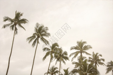 夏季自然场景 热带海岸椰子树 与V制成日落海滩晴天电影海洋阳光天空太阳假期地平线图片