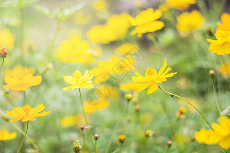 花园里有近距离的黄色宇宙花朵 柔软的光芒生活植物群雏菊婚礼天空植物花瓣场地装饰风格图片