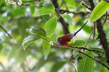 男性太阳鸟(Gould's女士的Sunbird;)图片