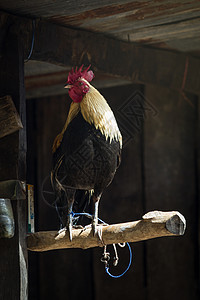 自然背景分支的公鸡 2017年在东c场地食物家禽鸟类梳子动物羽毛栅栏翅膀农场图片