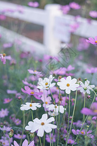 粉色 白色 紫色和红色的花朵 在花园里 柔软季节农村植物花粉晴天草地植物群日落天空场地图片