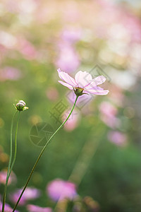 粉色 白色 紫色和红色的花朵 在花园里 柔软花瓣公园农村环境晴天阳光植物群日落场地花粉图片