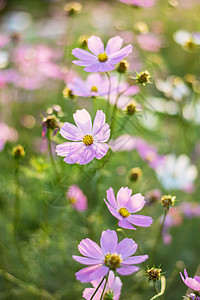 粉色 白色 紫色和红色的花朵 在花园里 柔软日落植物群季节阳光草地花瓣环境晴天农村公园图片