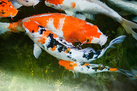丰富多彩的鱼或花式鱼 鲑鱼淡水鱼 芬奇鲤鱼艺术饲养橙子环境绘画宠物水族馆野生动物金子图片