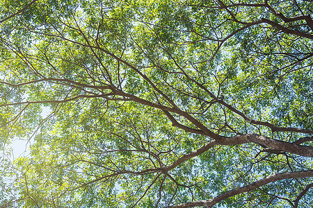 蓝天空上美丽的绿树 作为背景图片