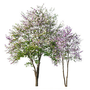 白底隔离的紫色树青血病花瓣环境生长蓝色植被叶子生态植物群木头绿色背景图片