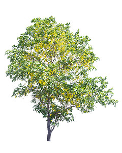 黄色花树 白底孤立的卡西亚瘘管病图片