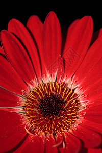 明亮的红色吉贝拉花朵 格贝拉果冻晴天快乐黑色花园雏菊图片