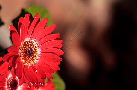 明亮的红色吉贝拉花朵 格贝拉果冻黑色雏菊晴天花园快乐图片