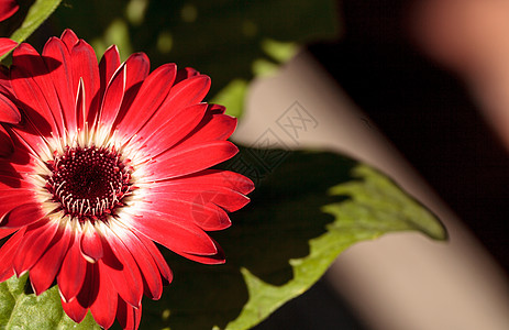 明亮的红色吉贝拉花朵 格贝拉果冻晴天黑色雏菊快乐花园图片