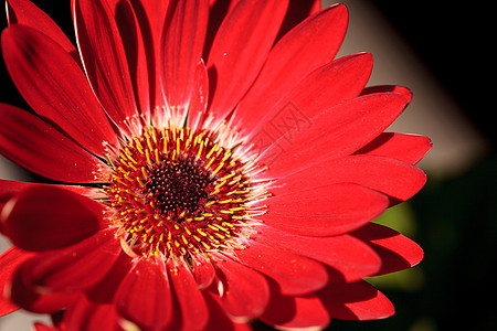 明亮的红色吉贝拉花朵 格贝拉果冻黑色晴天花园快乐雏菊图片