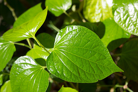 野生金叶绿叶Leafbush树力量吹笛者食物季节蔬菜草本植物植物环境叶子花园图片