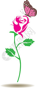 矢量玫瑰剪影插图植物绘画艺术蝴蝶框架叶子黑色草图白色背景图片