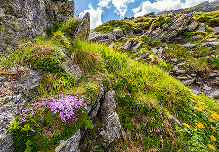 岩石山坡的深斜坡上美丽的花朵风景天空旅游巨石地面植物群荒野石灰石远足高度图片