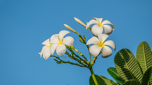 白花花黄色热带鸡蛋花蓝色绿色天空植物叶子团体白色图片