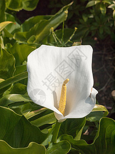 花园外面的白白calla Lily粉色绿色植物群百合弹簧植物白色花束叶子灌木图片