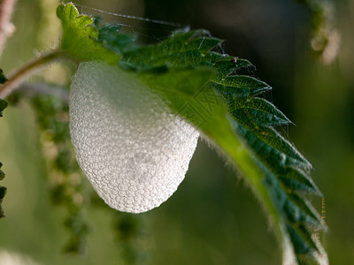 叶子底下的白蛋活力草本植物园艺树叶环境植物学植物群季节季节性植被图片