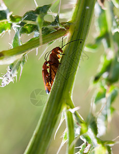 两只小红虫 放在植物干上图片