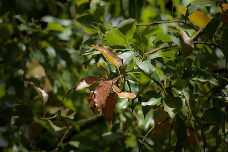 Cinnamoum 露营树叶植物叶子樟科桂冠绿色天篷肉桂街道樟脑环境图片