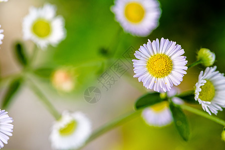 封闭黛西花朵花朵宏观花瓣洋甘菊甘菊植物群花束植物团体花粉图片