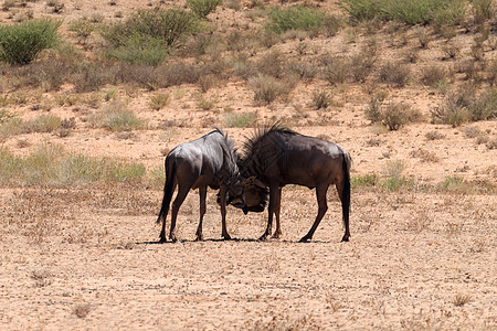 几只野马牛羚大草原角马旅行衬套斗争野生动物冒险动物牛角图片