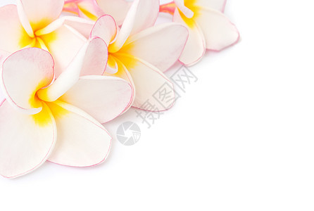 白色黑地上的甜蜜粉红羽草温泉异国植物花瓣邀请函香味情调花园热带鸡蛋花背景图片