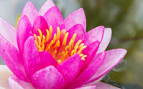 在池塘上紧贴甜美粉红莲花 阳光照耀的阳光温泉公园药品文化紫色植物群植物水池荷花草本植物图片