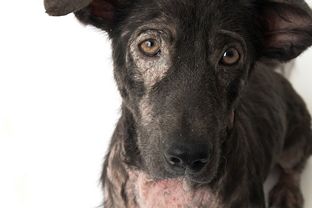 近距离面对狗病麻风病的面孔 与白背肠有关的皮肤问题毛皮医生头发生物身体帮助疼痛卫生哺乳动物小狗图片