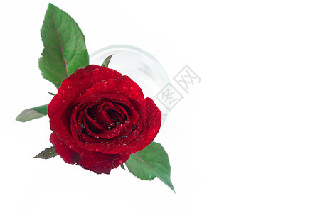 白色背景上的红玫瑰彩色水杯 特写顶端视图图片