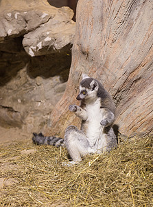 非洲动物哺乳动物马达加斯加濒危黑色白色动物园灰色宠物尾巴灵长类野生动物毛皮图片