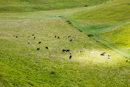 牛在绿色的草地里放牧农业家畜丘陵牛肉斑点农村生态国家农田农场图片