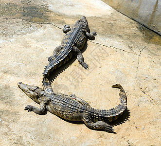 以阳光光照耀鳄鱼荒野连体眼睛野生动物动物沼泽热带生物捕食者农场图片