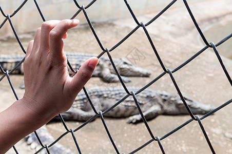 手握鳄鱼池笼女士危险俘虏栅栏自由金属惩罚刑事手臂边界图片