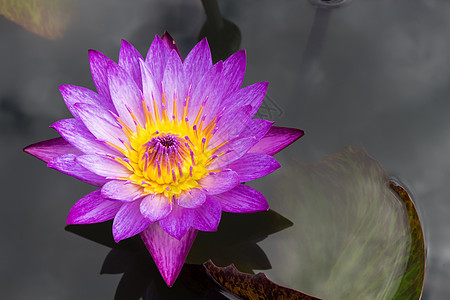 池塘上的粉粉莲花旅行宗教荷花佛教徒紫色植物花瓣植物群热带温泉图片