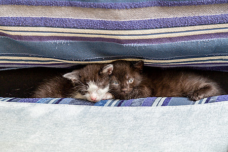 两只小猫在蓝沙发的垫子之间软垫长椅猫咪动物虎斑睡眠毛皮婴儿猫科动物拥抱图片