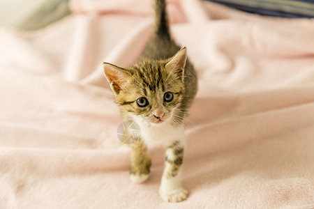 穿粉色毯子的老虎条纹小猫长椅橙子猫咪沙发眼睛毛皮宠物猫科动物虎斑动物图片