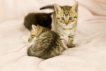 穿粉色毯子的老虎条纹小猫宠物猫科动物沙发猫咪玩具虎斑眼睛动物橙子毛皮图片