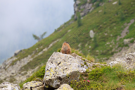 阿尔卑山马莫特棕色全景多云野生动物草地毛皮荒野地面拨鼠岩石图片