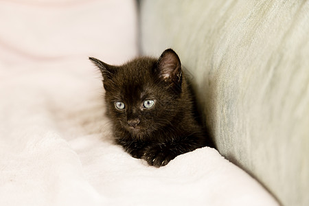 睡沙发上的黑小黑猫猫科动物毛皮动物猫咪眼睛虎斑黑猫小猫长椅婴儿图片