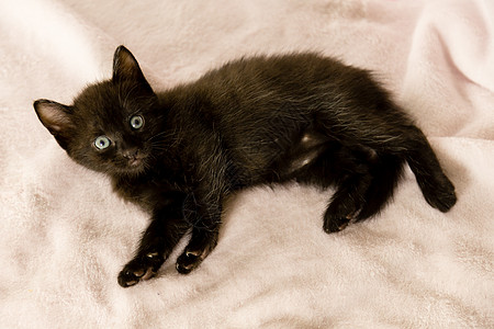 睡沙发上的黑小黑猫虎斑黑猫婴儿宠物动物长椅猫科动物眼睛毛皮黑色图片