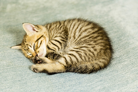 蓝沙发上带老虎条纹的小猫动物毛皮长椅玩具婴儿睡眠虎斑宠物猫科动物眼睛图片