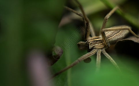 美丽的灰色花园蜘蛛的宏观视图图片
