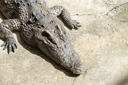 以阳光光照耀鳄鱼危险动物园热带连体捕食者荒野生物野生动物皮肤沼泽图片