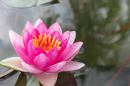 粉水池塘上的粉粉莲花热带文化温泉花瓣水池植物群宗教植物公园紫色背景
