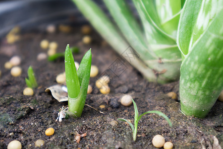 锅里有闭合镜头的 aloe vera食物肉质叶子药品植物绿色白色植物学花园盆栽图片