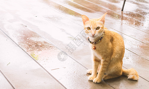 猫在等待有希望 古老和柔软的音调色彩的东西头发黄色框架宠物小猫灰色动物白色眼睛毛皮图片