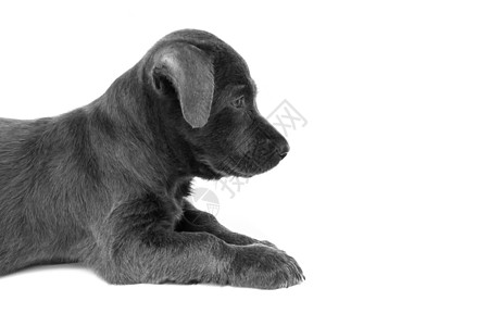 白色背景的黑色 speti 上紧贴婴儿脏狗哺乳动物眼睛宠物手表食肉犬类动物棕色街道孩子图片