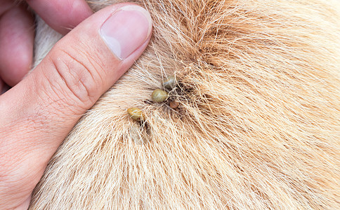 狗上贴许多小滴子或寄生虫 宠物保健水蛭皮肤跳蚤打扫水库危险男性昆虫疾病团体图片