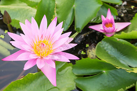 池塘上的粉色莲花图片