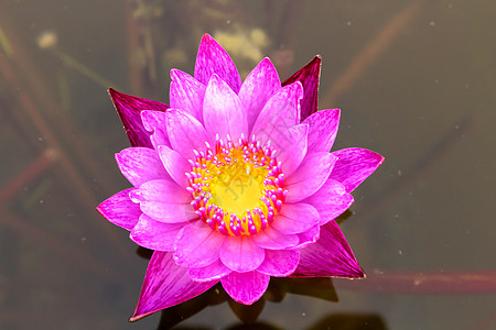 池塘上的粉粉莲花 花的自然背景图片